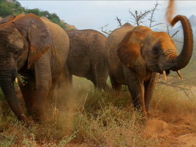 Orphan Elephants