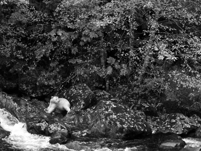 Spirit Bears