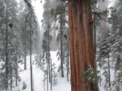 Snow Tree