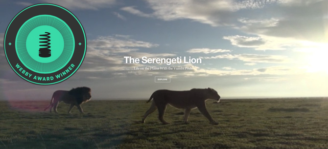 Serengeti Lion LRG w WEBBY